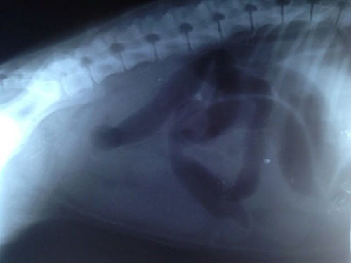 一例牧羊犬严重肠套叠病例分析 一例牧羊犬严重肠套叠病例分析
