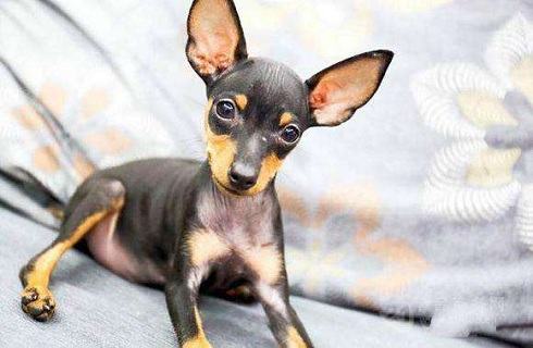 小鹿犬到底有多聪明？
