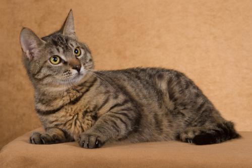 家猫品种有哪些?家猫品种大全 家猫品种有哪些?家猫品种大全