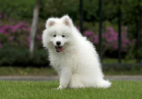 爱斯基摩犬和萨摩耶的区别 爱斯基摩犬和萨摩耶的区别