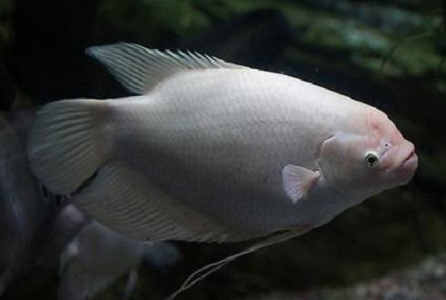 招财鱼寿命是多少年 招财鱼能活多久