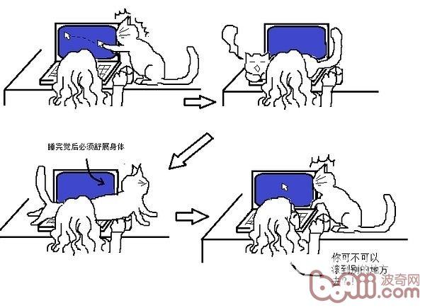 猫咪行为图解:养过猫的都懂