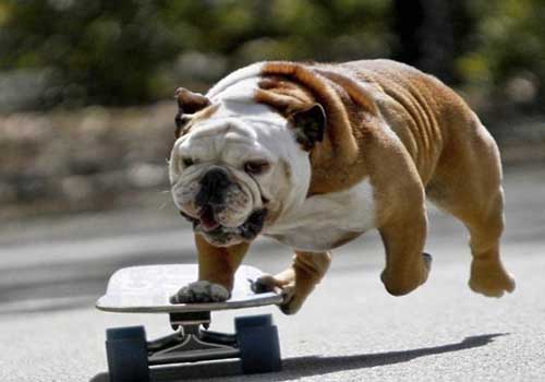 英国斗牛犬一只多少钱?影响英国斗牛犬价格的因素有哪些? 英国斗牛犬一只多少钱?影响英国斗牛犬价格的因素有哪些?