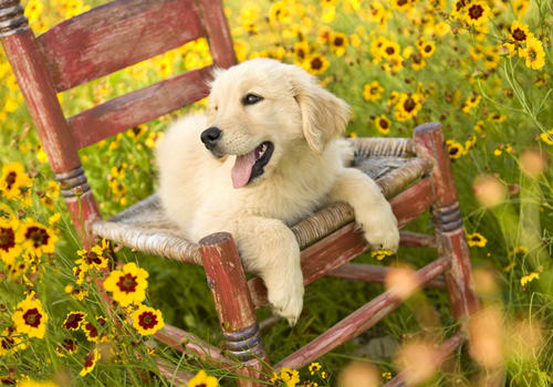 带狗狗出游必备小清单 带狗狗出游必备小清单