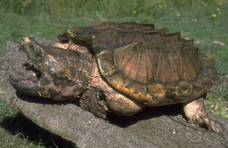 鳄龟饲养条件指南