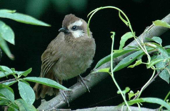 遛画眉鸟的时机及禁忌 遛画眉鸟的时机及禁忌