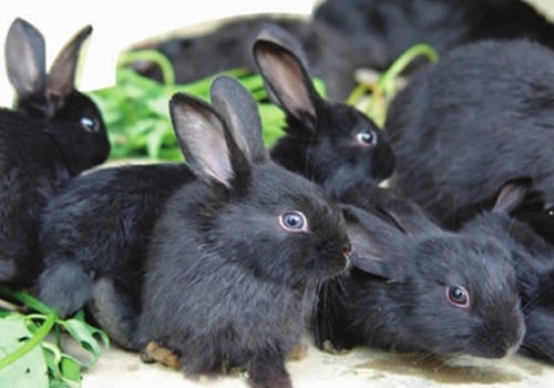 钙和磷对宠物兔的作用