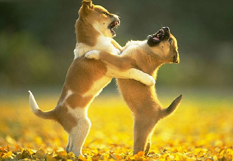 为你解析狗狗打架的原因