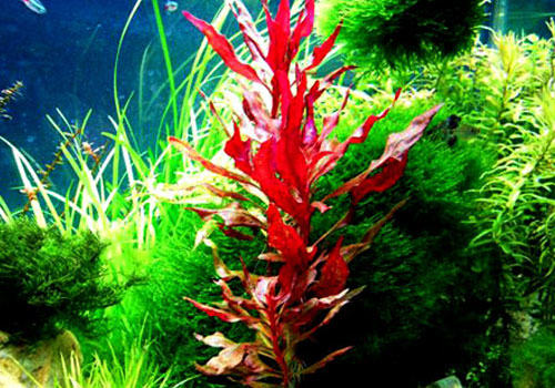 苋科水草饲养方法 苋科水草饲养方法