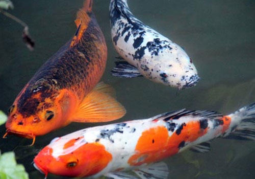 观赏鱼天然饵料的优缺点