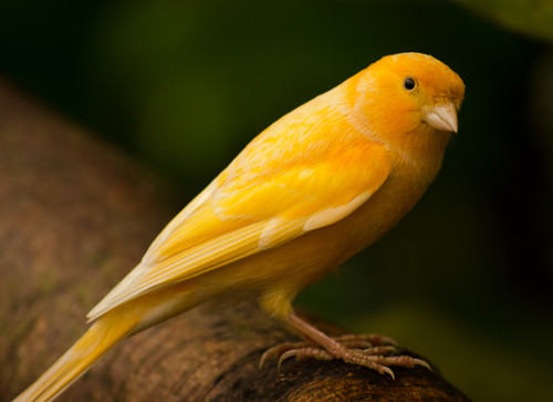 金丝雀的人工饲养方法