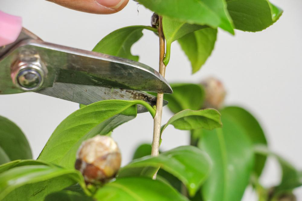 茶花种子怎么种植方法