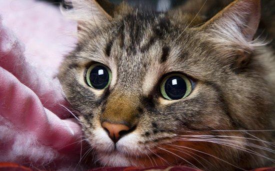 优质猫粮也需要试用其安全性