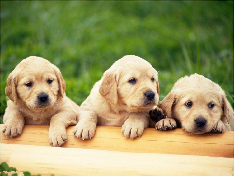 如何让狗狗记住自己的名字