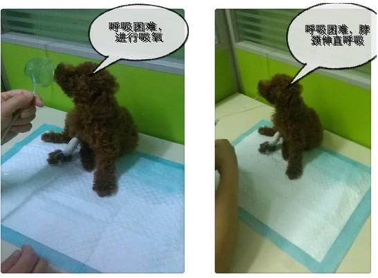 一例泰迪犬吃”多”了的恶果病例 一例泰迪犬吃”多”了的恶果病例