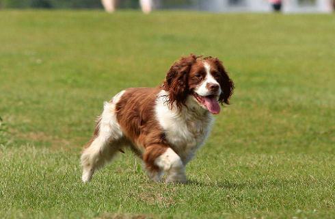 英国跳猎犬多少钱一只？英国跳猎犬价格