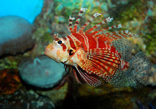 中国常见狮子鱼种类及特征