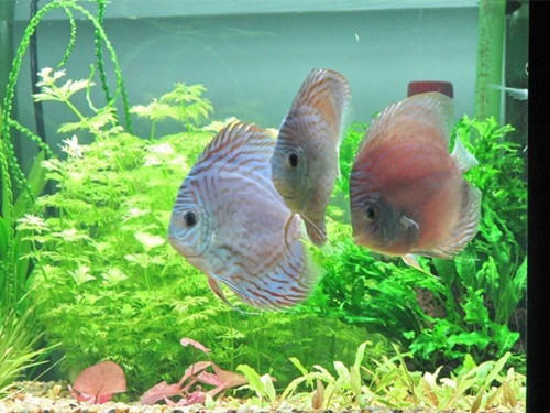 观赏鱼落鳔的预防及治疗 观赏鱼落鳔的预防及治疗