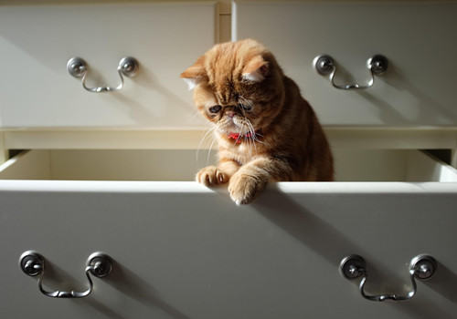 猫咪打针小窍门