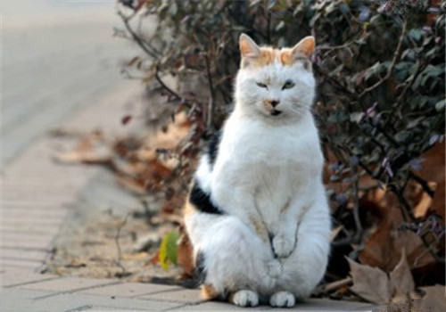 宠物猫更喜欢什么样的环境？
