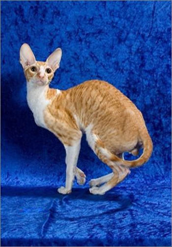 柯尼斯卷毛猫的养护知识