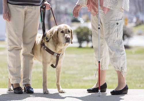 导盲犬价格是多少,导盲犬多少钱一只?
