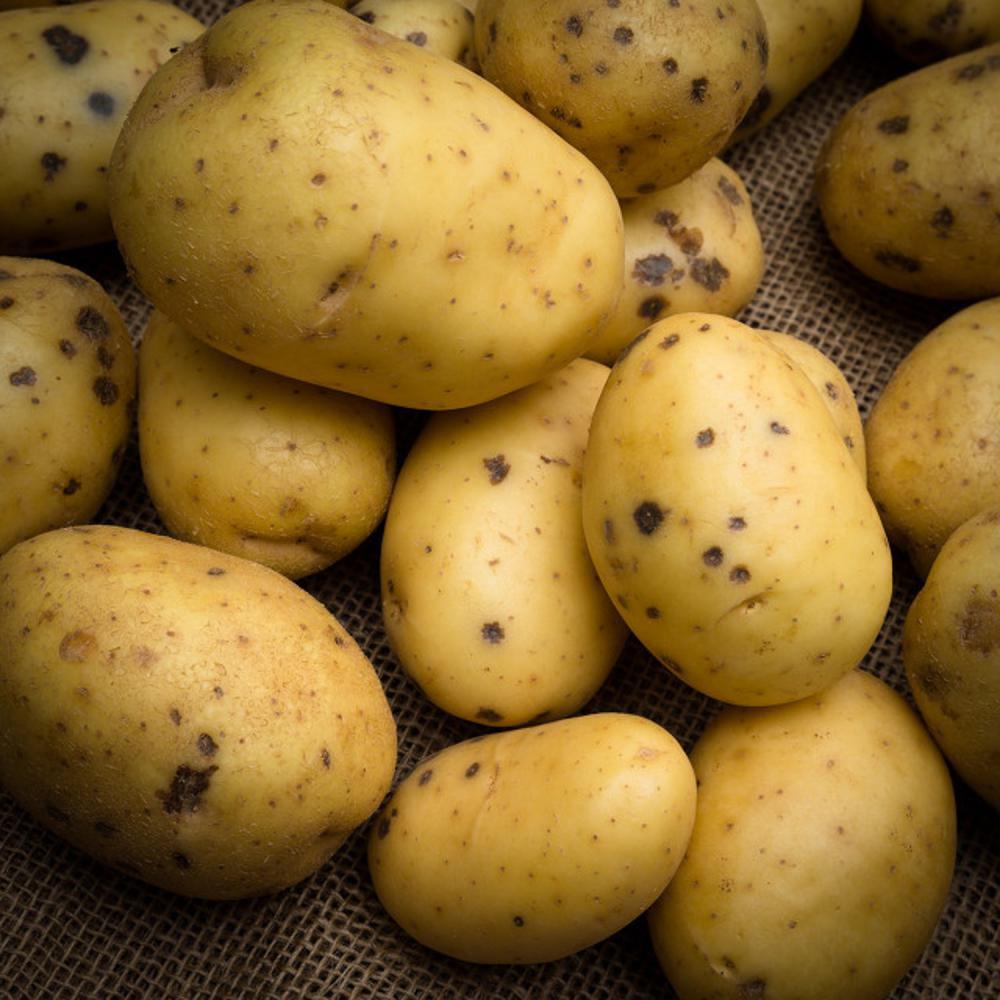 阳台土豆的种植方法
