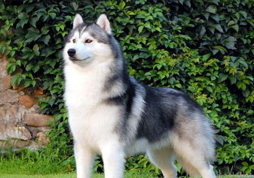 牛膝骨对于狗狗磨牙有好处吗 牛膝骨对于狗狗磨牙有好处吗