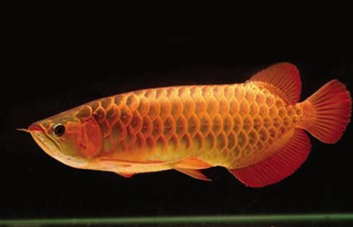 水族箱色温的概念 水族箱色温的概念