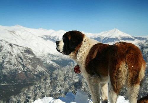 圣伯纳犬多少钱?圣伯纳犬价格 圣伯纳犬多少钱?圣伯纳犬价格