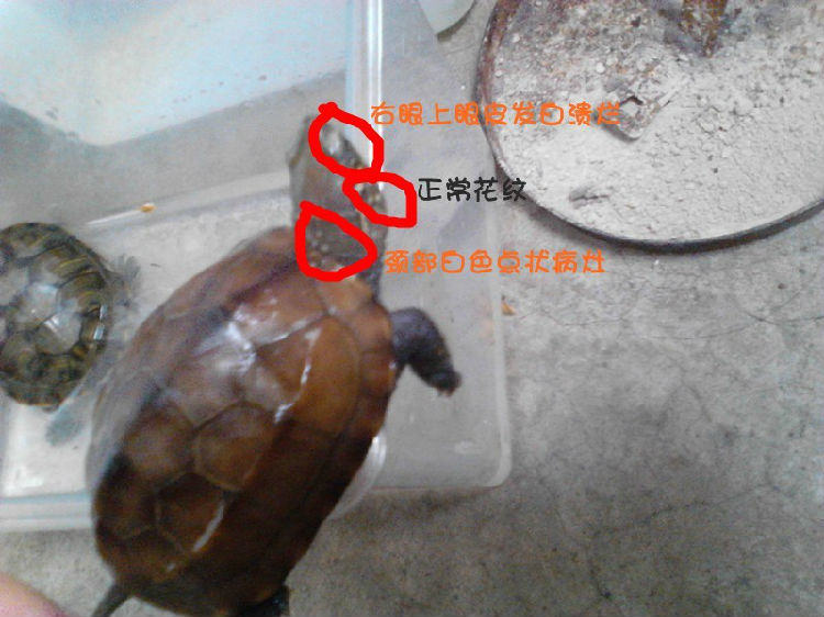 宠物龟腐皮的临床治疗案例