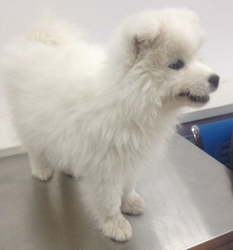 萨摩犬的口腔异物处置办法 萨摩犬的口腔异物处置办法