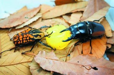 甲虫吃什么？甲虫吃的食物