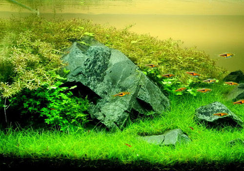 水族养殖中造景的误区