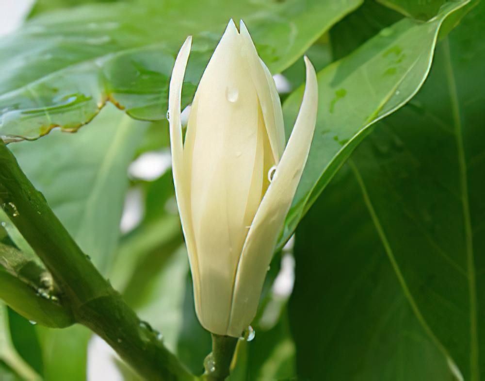 白兰花栽种培养技术