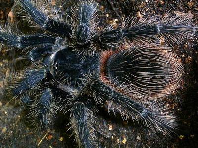 巴西所罗门食鸟的品种简介