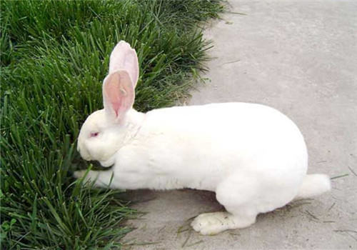 獭兔常见疾病的处理方法