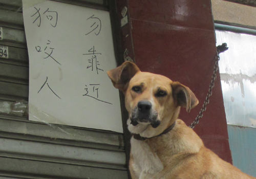 狗狗到底是该圈养还是放养