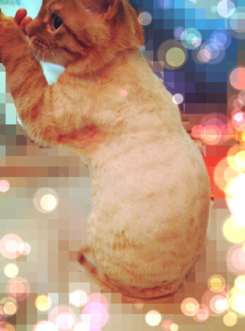 夏天到了,猫咪能剃毛吗?