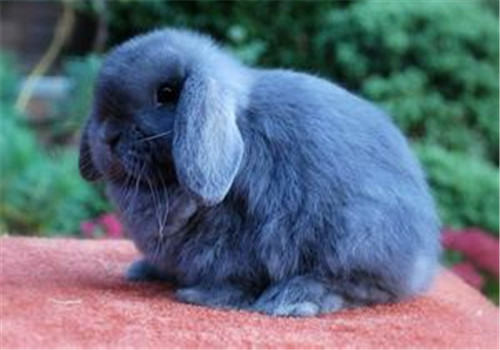 如何喂食兔兔口服药水