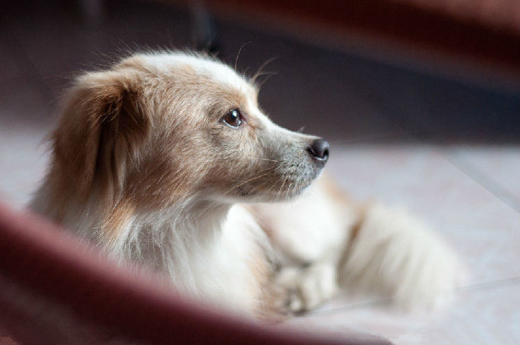 给狗狗吃糖的三大罪恶