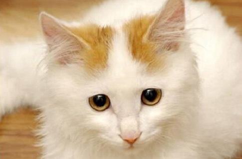 最大的猫是什么品种？大型猫品种介绍