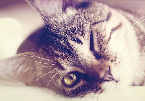 猫咪常见动作表情的解析（一）