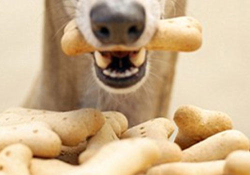 狗零食和人零食要注意区分