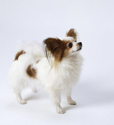 关于蝴蝶犬品种资料介绍