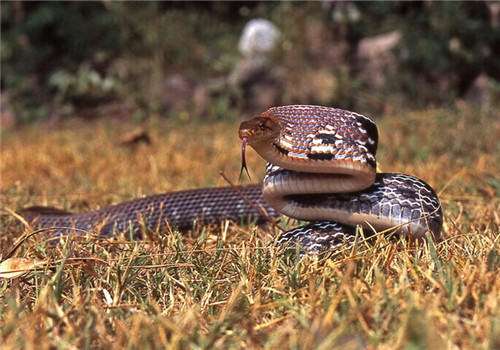 三索锦蛇的饲养知识