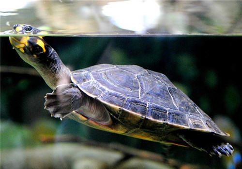 龟的基本常识之龟的主要器官及生理功能