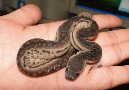 宠物蛇饲养要注意什么？