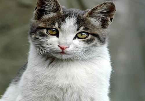 如何发现猫咪的异常状况？