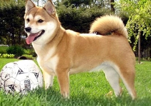 犬疥螨病的病因及症状